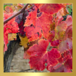 grape leaves turning red